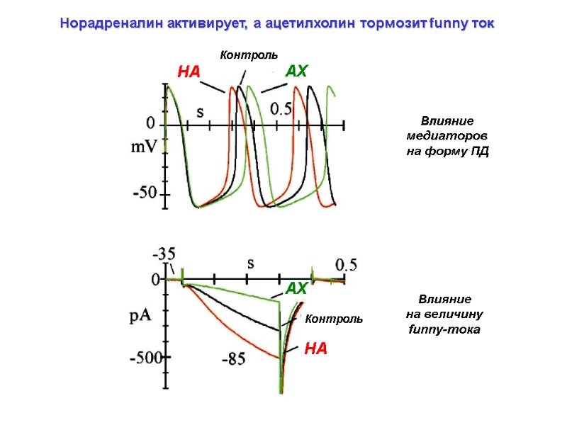 Норадреналин активирует, а ацетилхолин тормозит funny ток Влияние медиаторов на форму ПД Норадреналин активирует, а ацетилхолин тормозит funny ток Влияние медиаторов на форму ПД